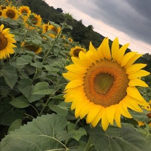 Meet your Posher, Mia